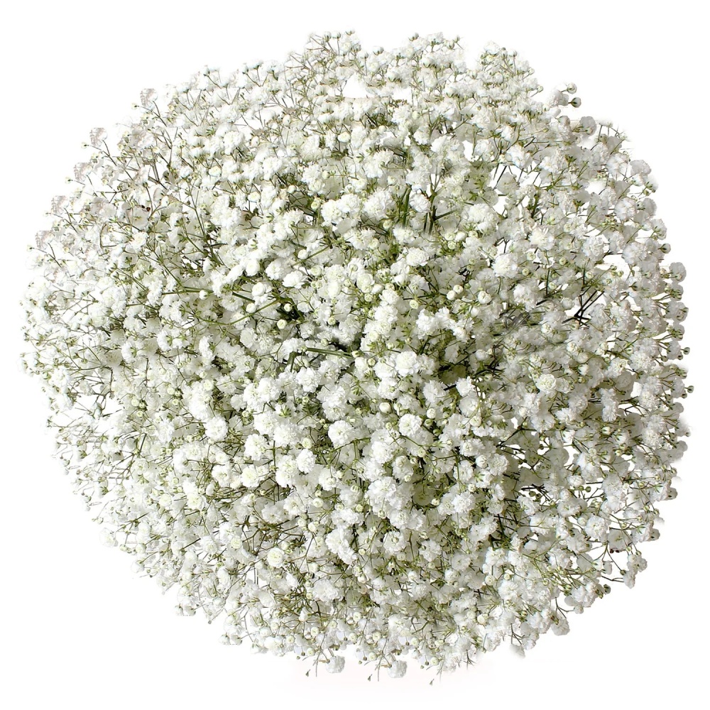 Bulk Baby's Breath, 120 Stems